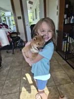 AKC KitKat, a female Shiba Inu for sale in New Bloomfield, PA – 6 of 8