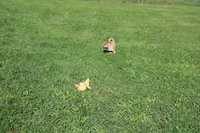 AKC Memory, a female Shiba Inu for sale in New Bloomfield, PA – 5 of 10