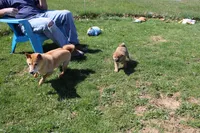 Misty, a female Shiba Inu for sale in New Bloomfield, PA – 5 of 7
