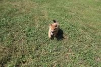 AKC KitKat, a female Shiba Inu for sale in New Bloomfield, PA – 4 of 8