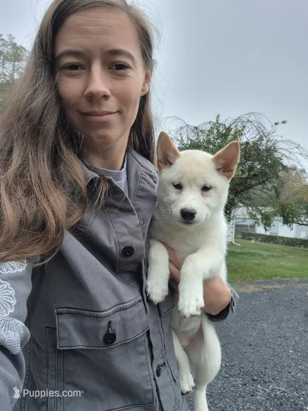 Fruit Cake – Shiba Inu puppy for sale in New Bloomfield, PA
