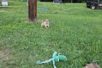Old Maid, a female Shiba Inu for sale in New Bloomfield, PA – 5 of 10