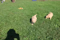 Mandy, a female Golden Retriever for sale in New Bloomfield, PA – 3 of 10