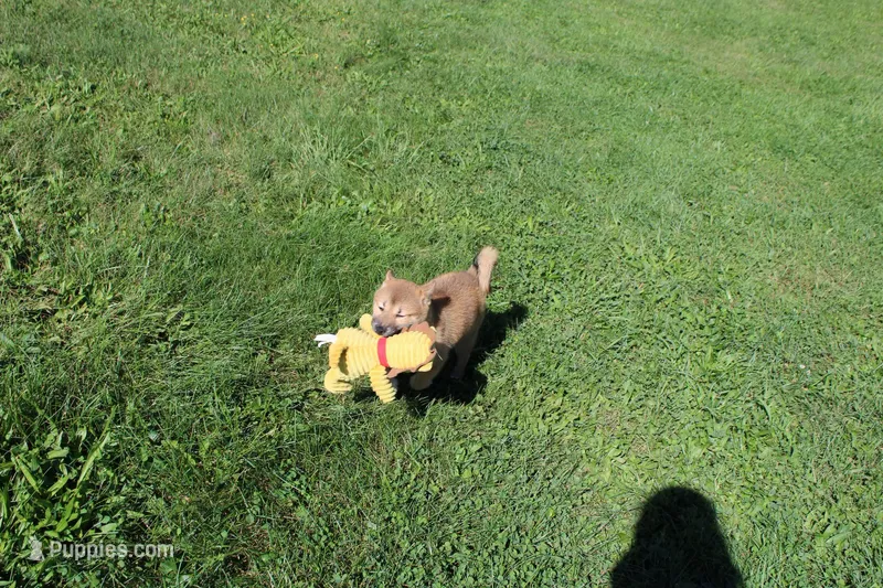AKC Memory – Shiba Inu puppy for sale in New Bloomfield, PA