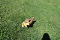 AKC Memory, a female Shiba Inu for sale in New Bloomfield, PA – 1 of 10