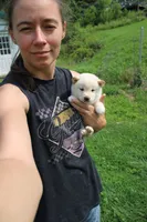 Cheesecake , a female Shiba Inu for sale in New Bloomfield, PA – 3 of 8