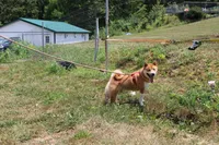 AKC Sphinx , a male Shiba Inu for sale in New Bloomfield, PA – 3 of 3