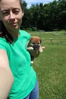 Dark Chocolate , a female Shiba Inu for sale in New Bloomfield, PA – 5 of 10