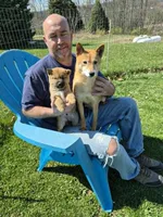 Misty, a female Shiba Inu for sale in New Bloomfield, PA – 2 of 7