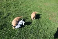 CatDog, a male Golden Retriever for sale in New Bloomfield, PA – 5 of 8