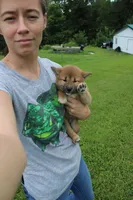 AKC Memory, a female Shiba Inu for sale in New Bloomfield, PA – 5 of 9
