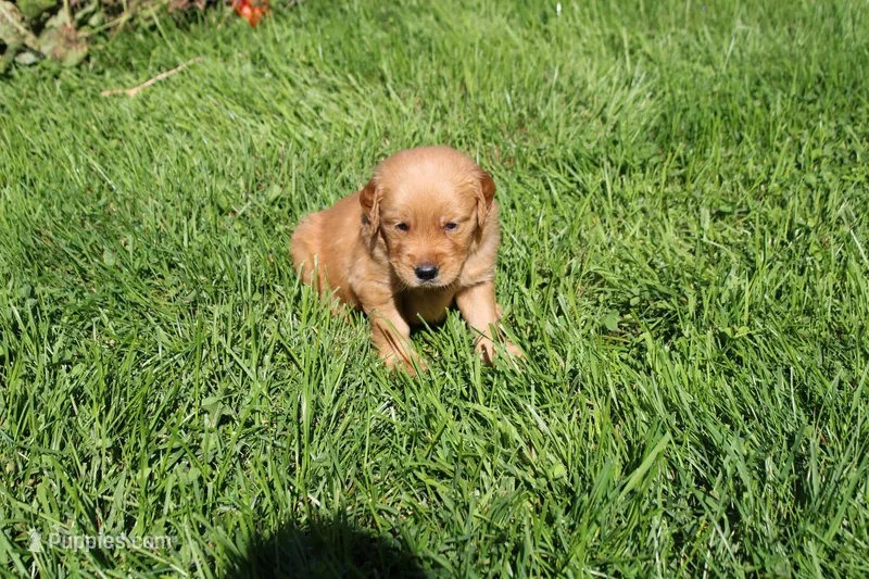 AKC Bullseye  – Golden Retriever puppy for sale in New Bloomfield, PA