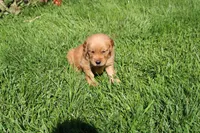 AKC Bullseye , a male Golden Retriever for sale in New Bloomfield, PA – 1 of 8