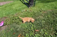 AKC Bonnie, a female Golden Retriever for sale in New Bloomfield, PA – 4 of 10