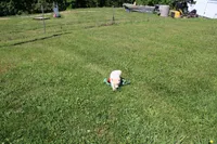 AKC Mary, a female Shiba Inu for sale in New Bloomfield, PA – 5 of 10