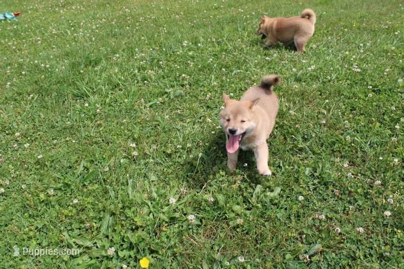 AKC Doodle – Shiba Inu puppy for sale in New Bloomfield, PA