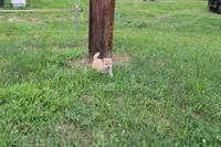 Old Maid, a female Shiba Inu for sale in New Bloomfield, PA – 2 of 10