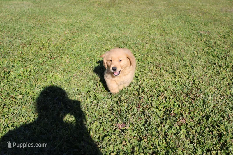 CatDog – Golden Retriever puppy for sale in New Bloomfield, PA