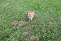 Old Maid, a female Shiba Inu for sale in New Bloomfield, PA – 7 of 10