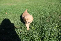 CatDog, a male Golden Retriever for sale in New Bloomfield, PA – 2 of 8