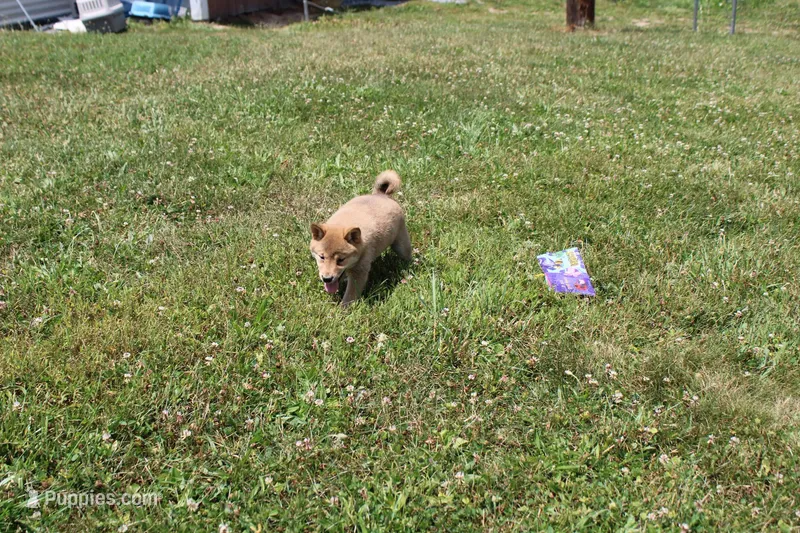 AKC Doodle – Shiba Inu puppy for sale in New Bloomfield, PA