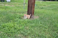Old Maid, a female Shiba Inu for sale in New Bloomfield, PA – 8 of 10