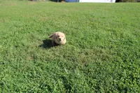 Teen Titan , a male Golden Retriever for sale in New Bloomfield, PA – 3 of 10