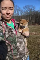 AKC Pedigree , a female Shiba Inu for sale in New Bloomfield, PA – Photo 7 of 10