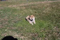 AKC February  , a female Shiba Inu for sale in New Bloomfield, PA – Photo 5 of 7