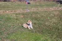 AKC February  , a female Shiba Inu for sale in New Bloomfield, PA – Photo 4 of 7