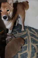 processed/7d9bdc62-0979-4ccd-9018-77b8c0381d9b/listing/d5aab1ce-9b4b-4a23-897a-479911882d23/19c5c263-f77c-4b00-af40-05a911581b53