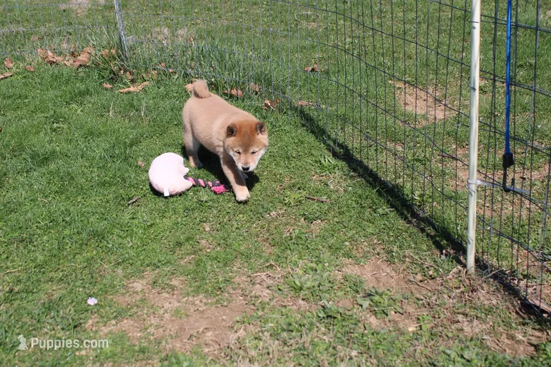 AKC February   – Shiba Inu puppy for sale in New Bloomfield, PA