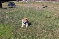 AKC February  , a female Shiba Inu for sale in New Bloomfield, PA – Photo 3 of 7