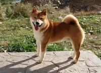 AKC Pedigree , a female Shiba Inu for sale in New Bloomfield, PA – Photo 10 of 10