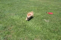 AKC February  , a female Shiba Inu for sale in New Bloomfield, PA – 4 of 10