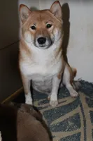 processed/7d9bdc62-0979-4ccd-9018-77b8c0381d9b/listing/d5aab1ce-9b4b-4a23-897a-479911882d23/2f3affbf-5d38-46e9-8128-13bdf869305e