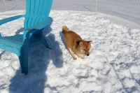 AKC Pedigree , a female Shiba Inu for sale in New Bloomfield, PA – Photo 9 of 10