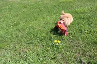 AKC February  , a female Shiba Inu for sale in New Bloomfield, PA – 5 of 10