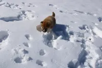 AKC Euro, a male Shiba Inu for sale in New Bloomfield, PA – Photo 3 of 10