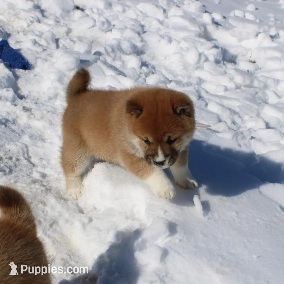 AKC Euro, a male Shiba Inu for sale in New Bloomfield, PA – Photo 1 of 10