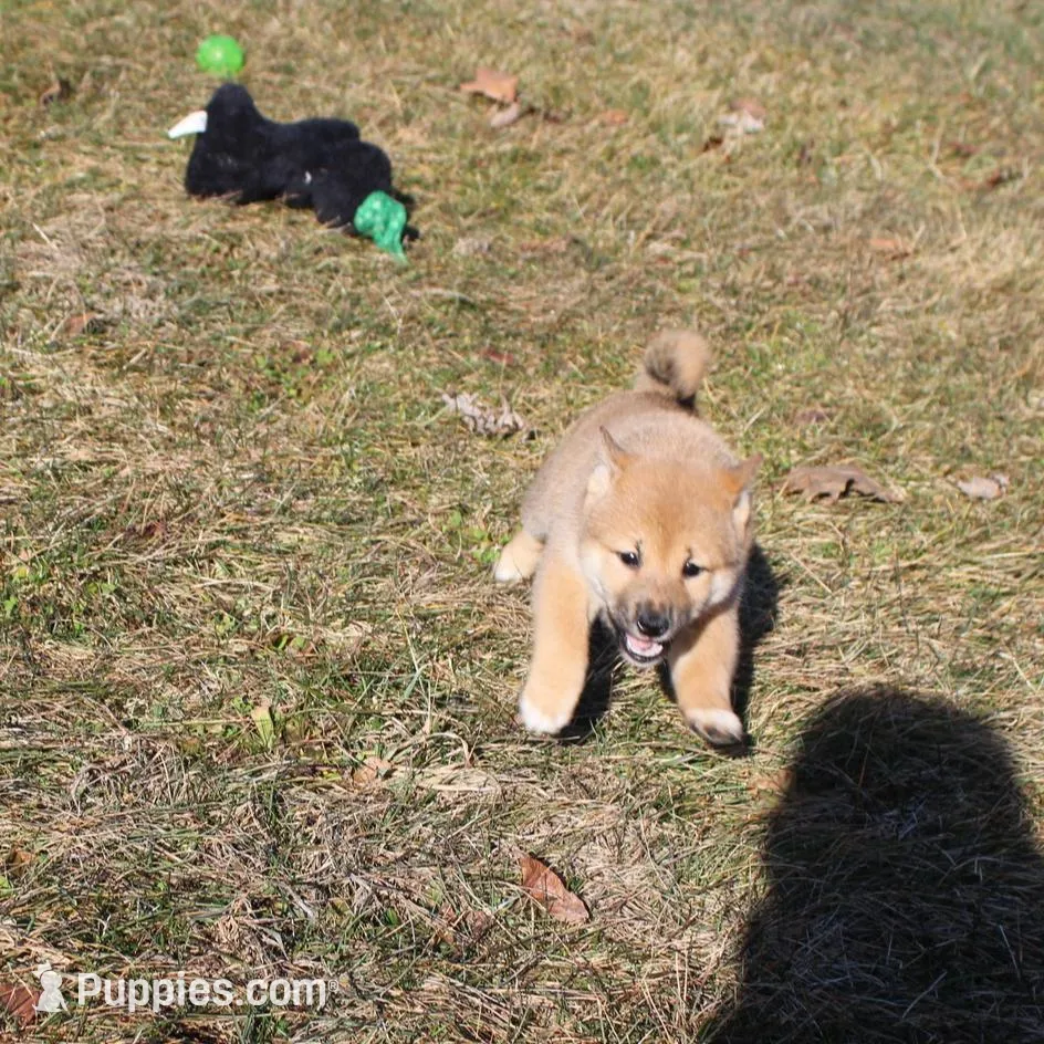 AKC Pedigree , a female Shiba Inu for sale in New Bloomfield, PA – Photo 2 of 10