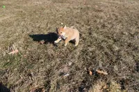 AKC Pedigree , a female Shiba Inu for sale in New Bloomfield, PA – Photo 6 of 10