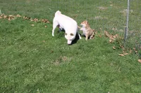 AKC February  , a female Shiba Inu for sale in New Bloomfield, PA – 8 of 10