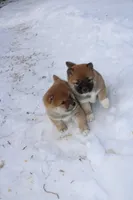 processed/7d9bdc62-0979-4ccd-9018-77b8c0381d9b/listing/d5aab1ce-9b4b-4a23-897a-479911882d23/51df5a2c-7b6c-4509-923e-5002b835f20c