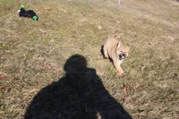 AKC Pedigree , a female Shiba Inu for sale in New Bloomfield, PA – Photo 5 of 10