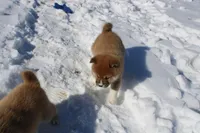 AKC Euro, a male Shiba Inu for sale in New Bloomfield, PA – Photo 6 of 10