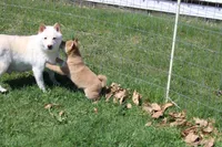 AKC February  , a female Shiba Inu for sale in New Bloomfield, PA – 9 of 10