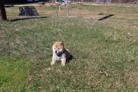 AKC February  , a female Shiba Inu for sale in New Bloomfield, PA – Photo 2 of 7