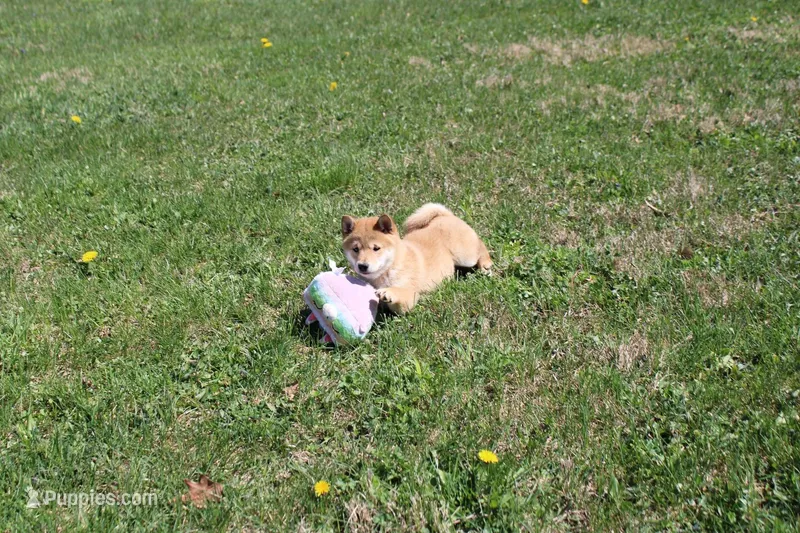 AKC February   – Shiba Inu puppy for sale in New Bloomfield, PA