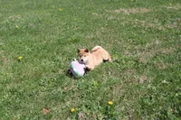 AKC February  , a female Shiba Inu for sale in New Bloomfield, PA – 1 of 10